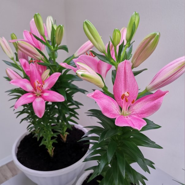 превью изображения отзыва