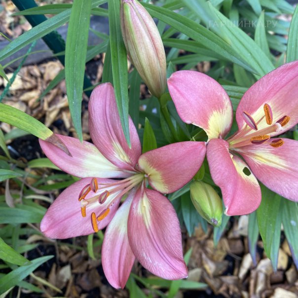 превью изображения отзыва