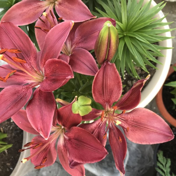 превью изображения отзыва