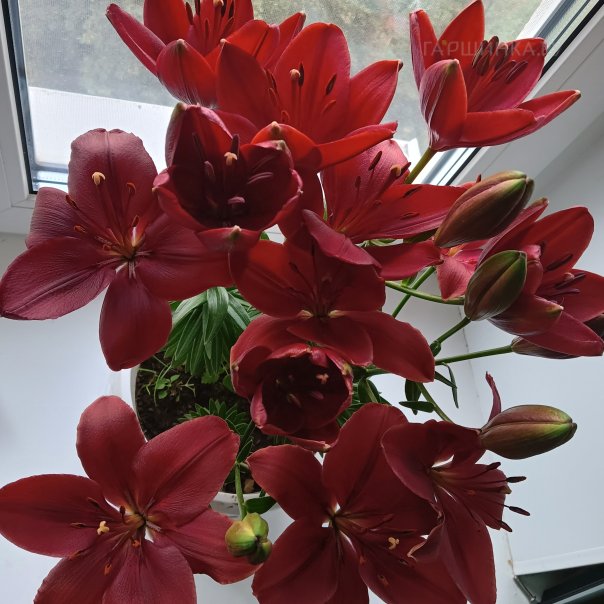 превью изображения отзыва