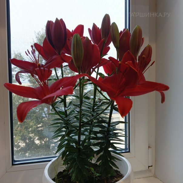 превью изображения отзыва