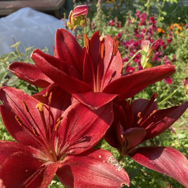 превью изображения отзыва