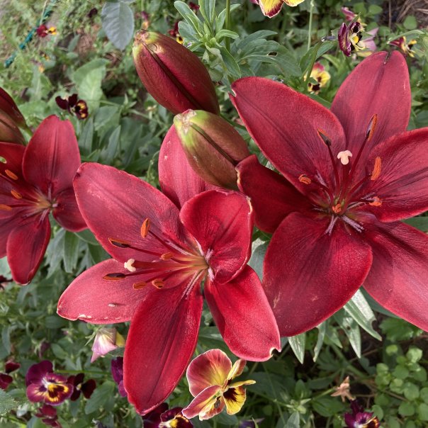 превью изображения отзыва