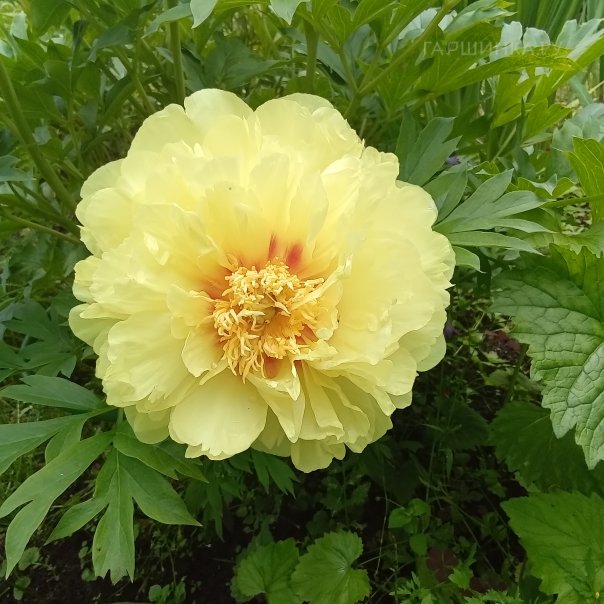 превью изображения отзыва