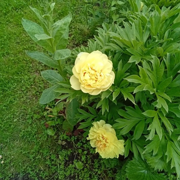 превью изображения отзыва