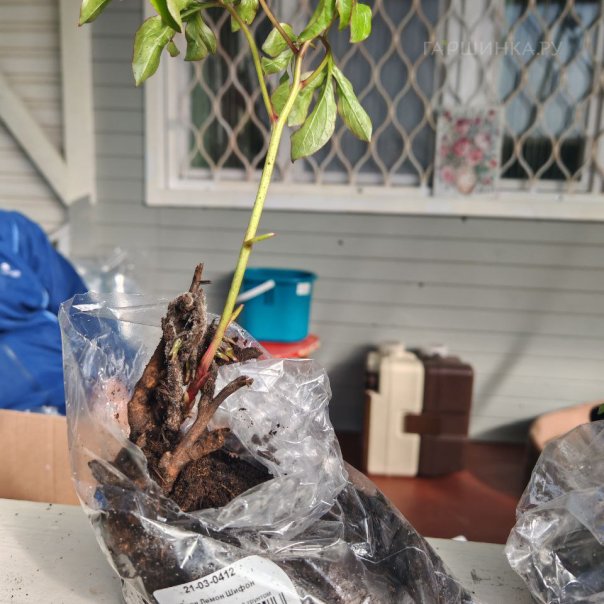 превью изображения отзыва