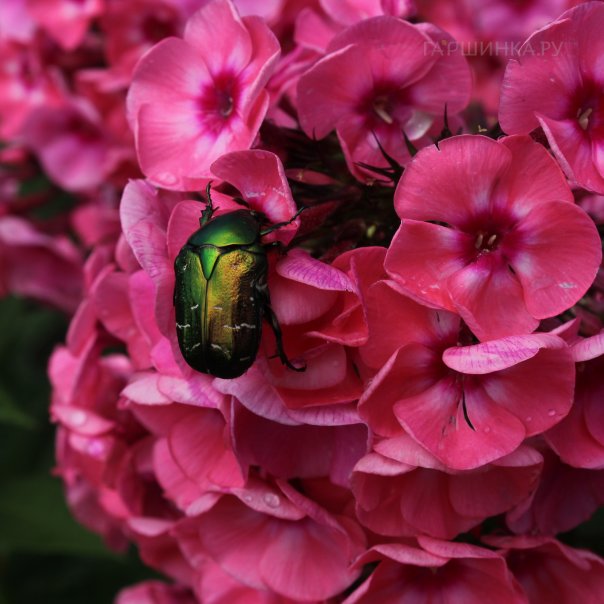 превью изображения отзыва