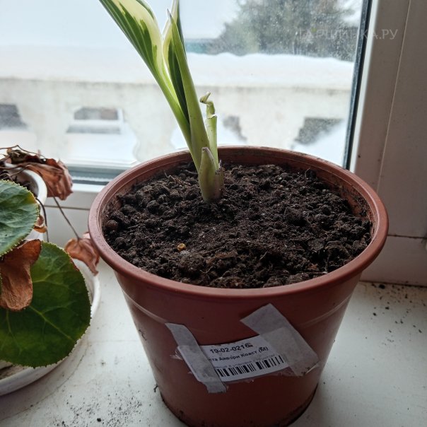 превью изображения отзыва