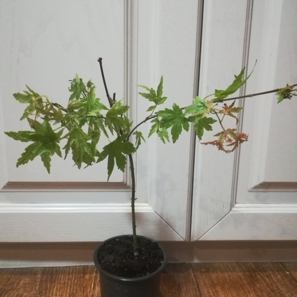 превью изображения отзыва