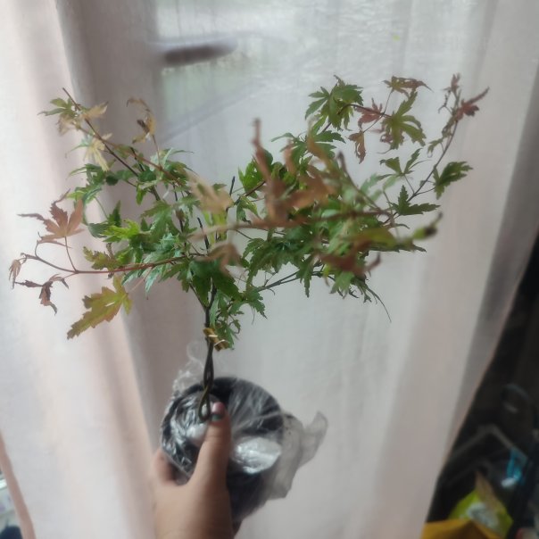 превью изображения отзыва