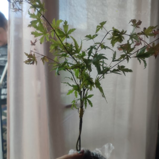 превью изображения отзыва