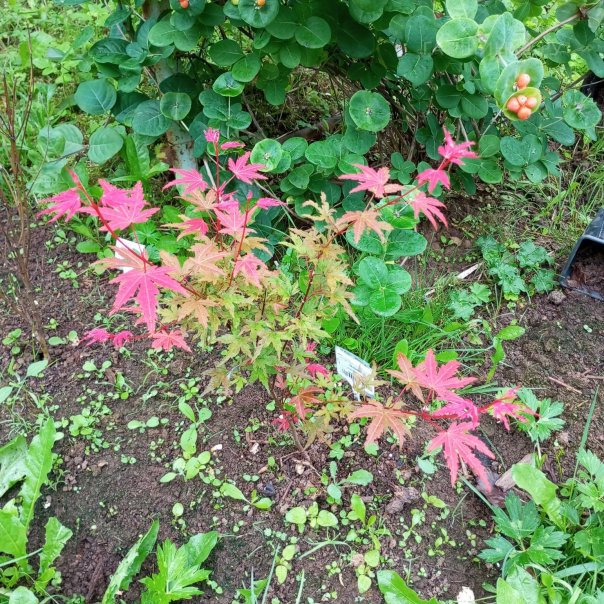 превью изображения отзыва