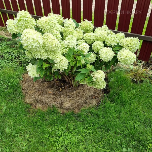 превью изображения отзыва