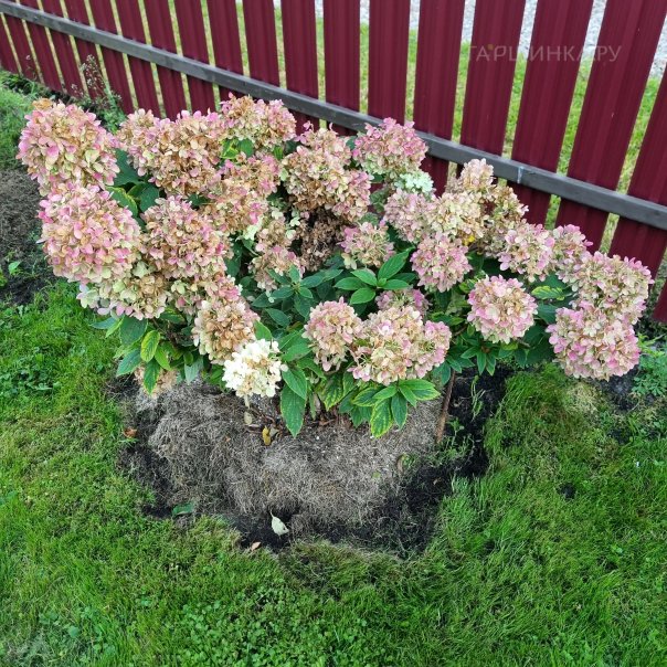 превью изображения отзыва