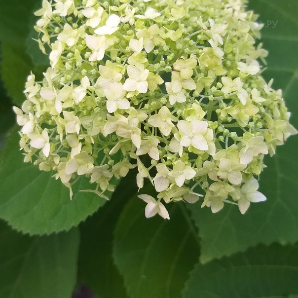 превью изображения отзыва