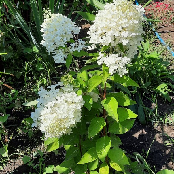 превью изображения отзыва