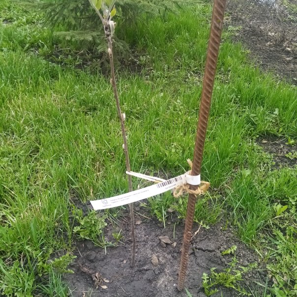 превью изображения отзыва