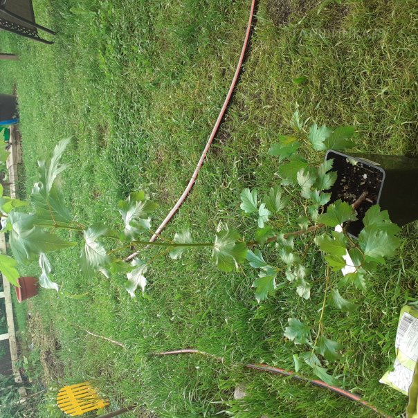 превью изображения отзыва