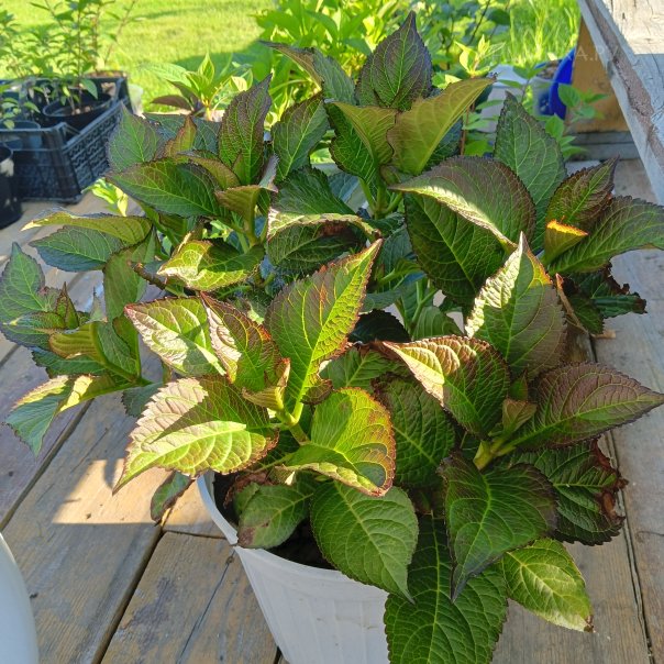 превью изображения отзыва