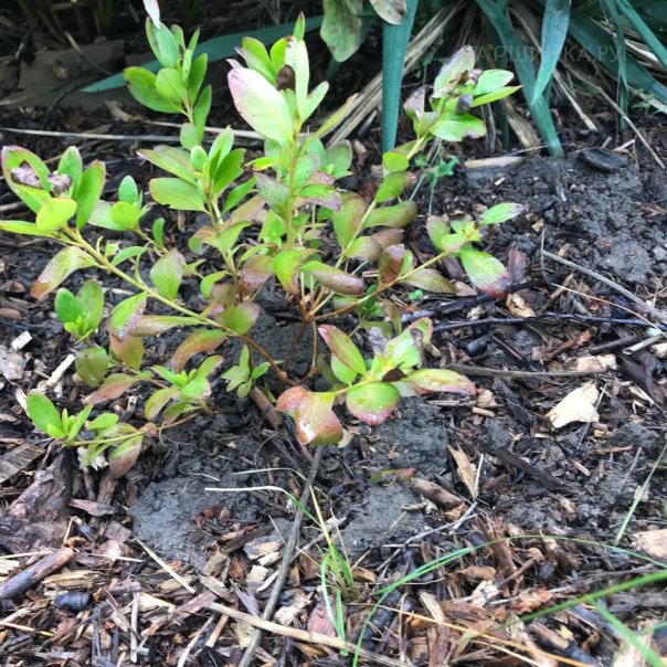 превью изображения отзыва