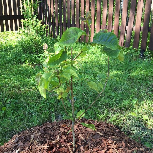 превью изображения отзыва