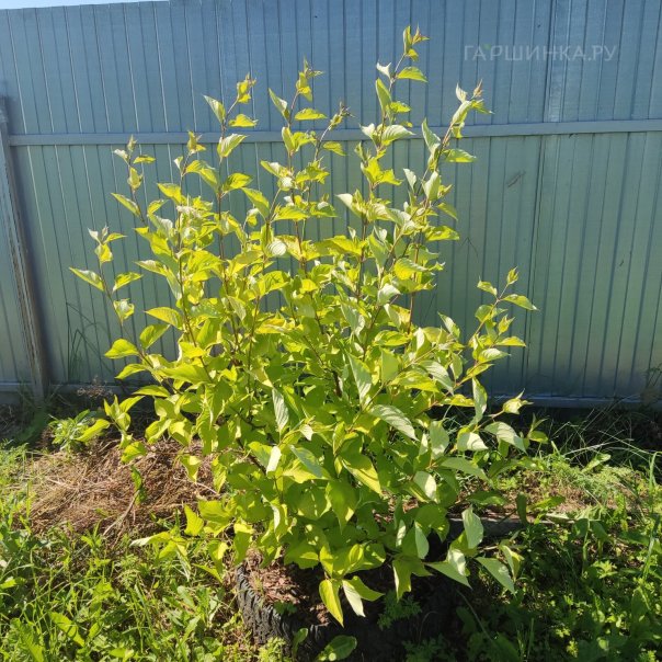 превью изображения отзыва