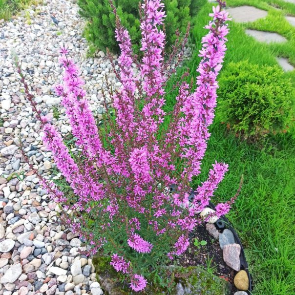 превью изображения отзыва