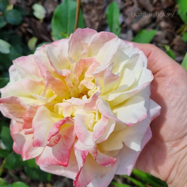 превью изображения отзыва