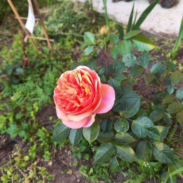 превью изображения отзыва