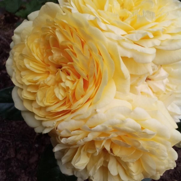 превью изображения отзыва