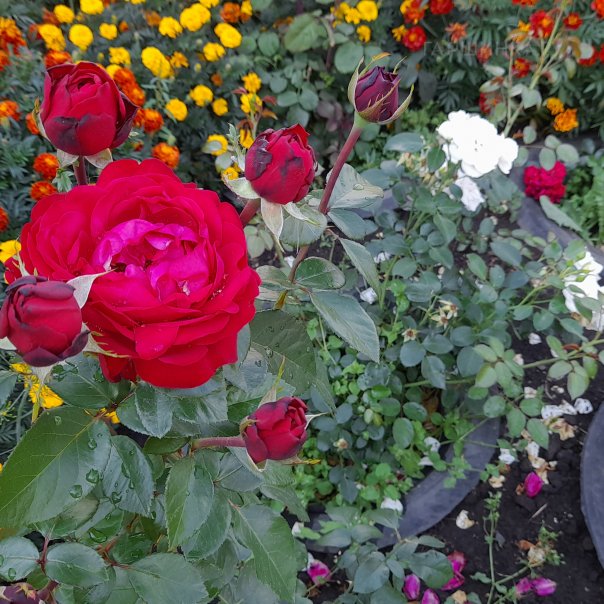 превью изображения отзыва