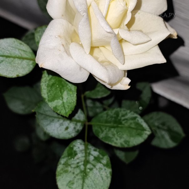 превью изображения отзыва