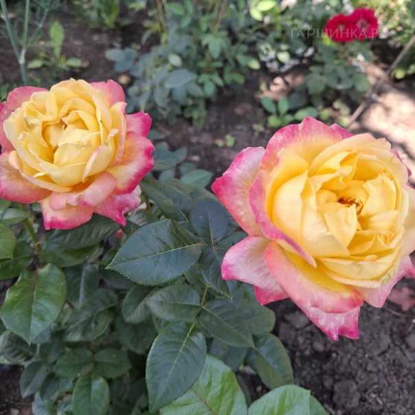 превью изображения отзыва