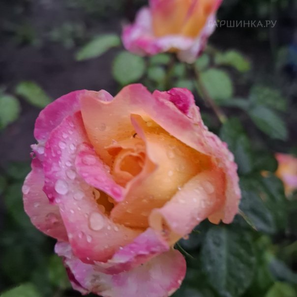 превью изображения отзыва