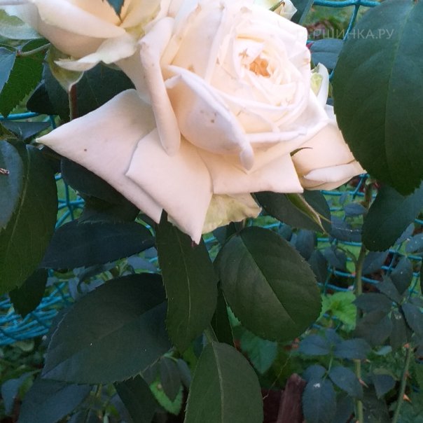 превью изображения отзыва