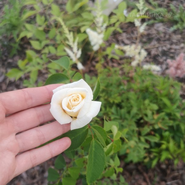 превью изображения отзыва