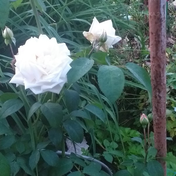 превью изображения отзыва