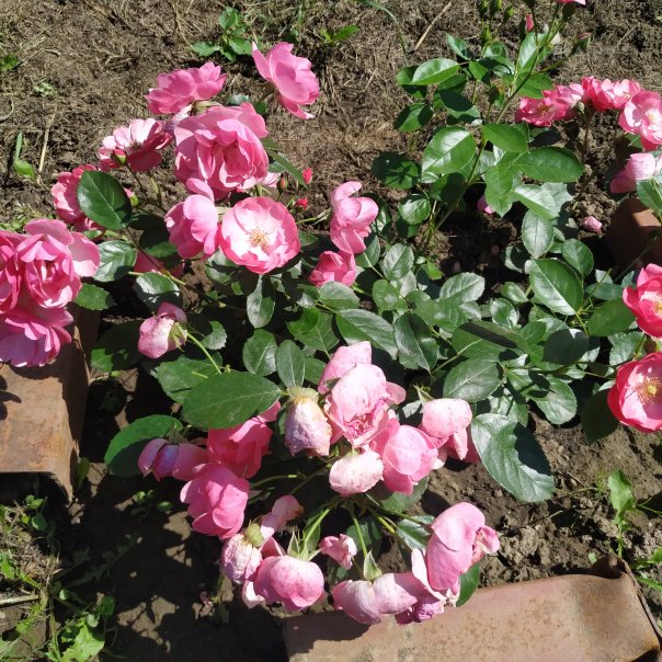 превью изображения отзыва