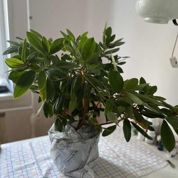 превью изображения отзыва