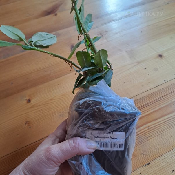 превью изображения отзыва