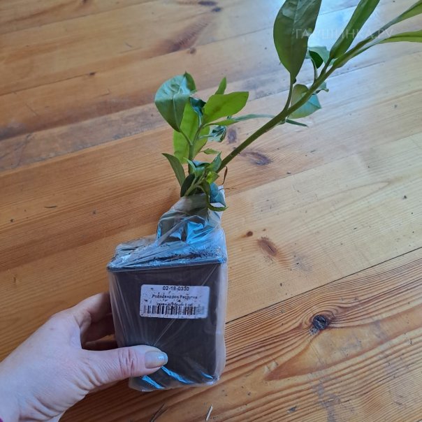 превью изображения отзыва