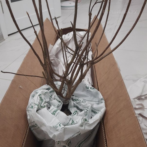 превью изображения отзыва