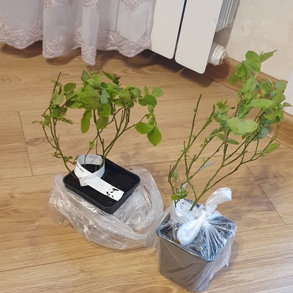 превью изображения отзыва