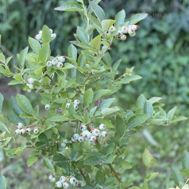 превью изображения отзыва