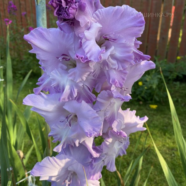 превью изображения отзыва