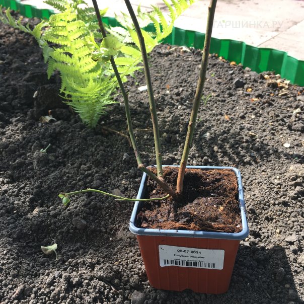 превью изображения отзыва