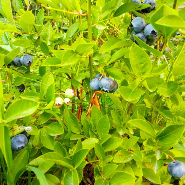 превью изображения отзыва