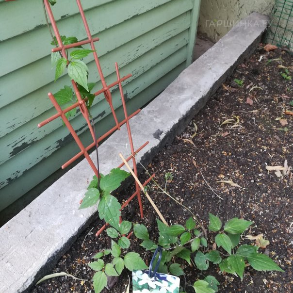 превью изображения отзыва