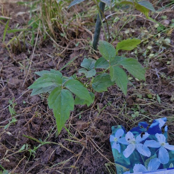 превью изображения отзыва