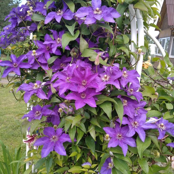 превью изображения отзыва